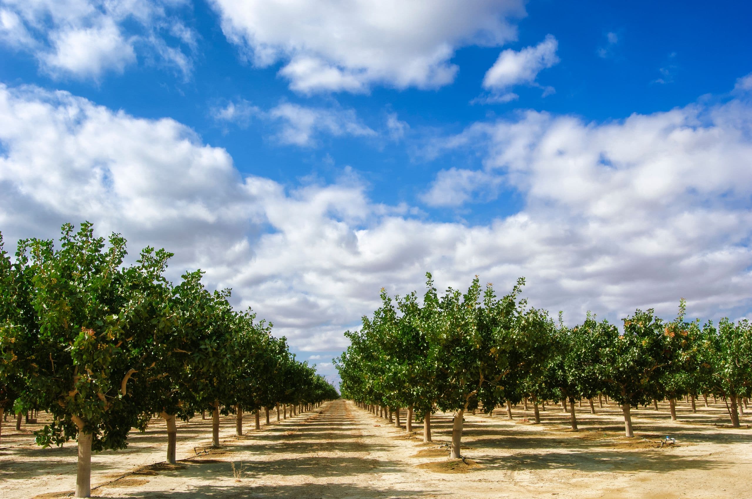 Pistachio trees in an orchard, their canopy filling the frame