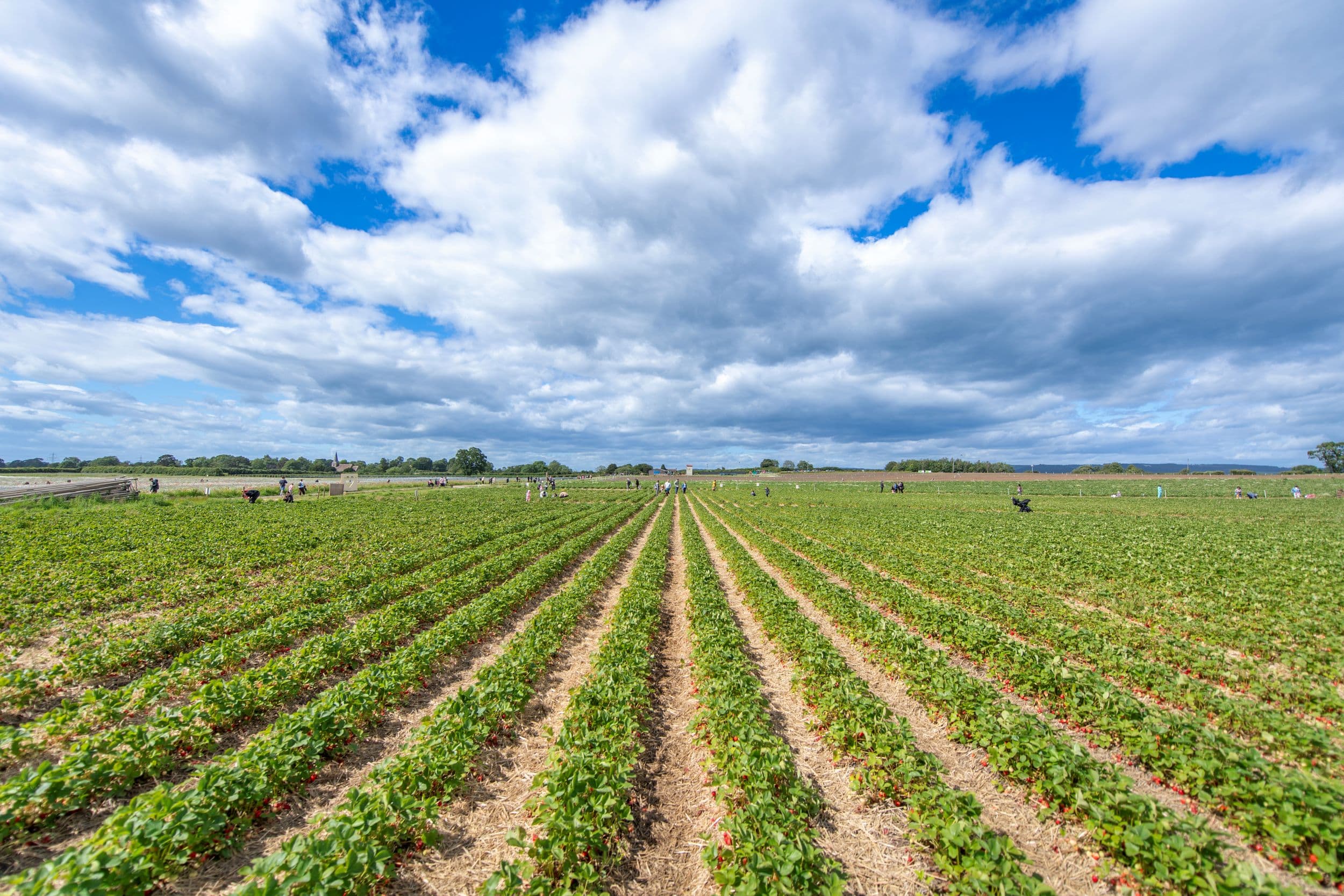 Red strawberries among green leaves in a cultivated field