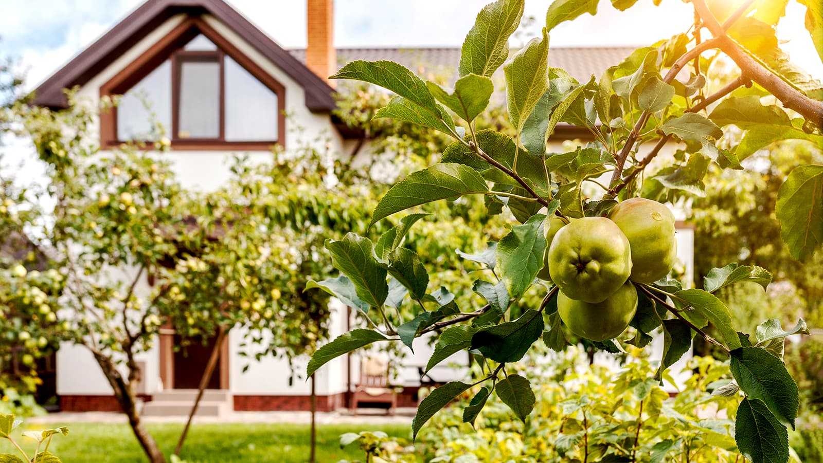 Orchard trees in the Okanagan landscape