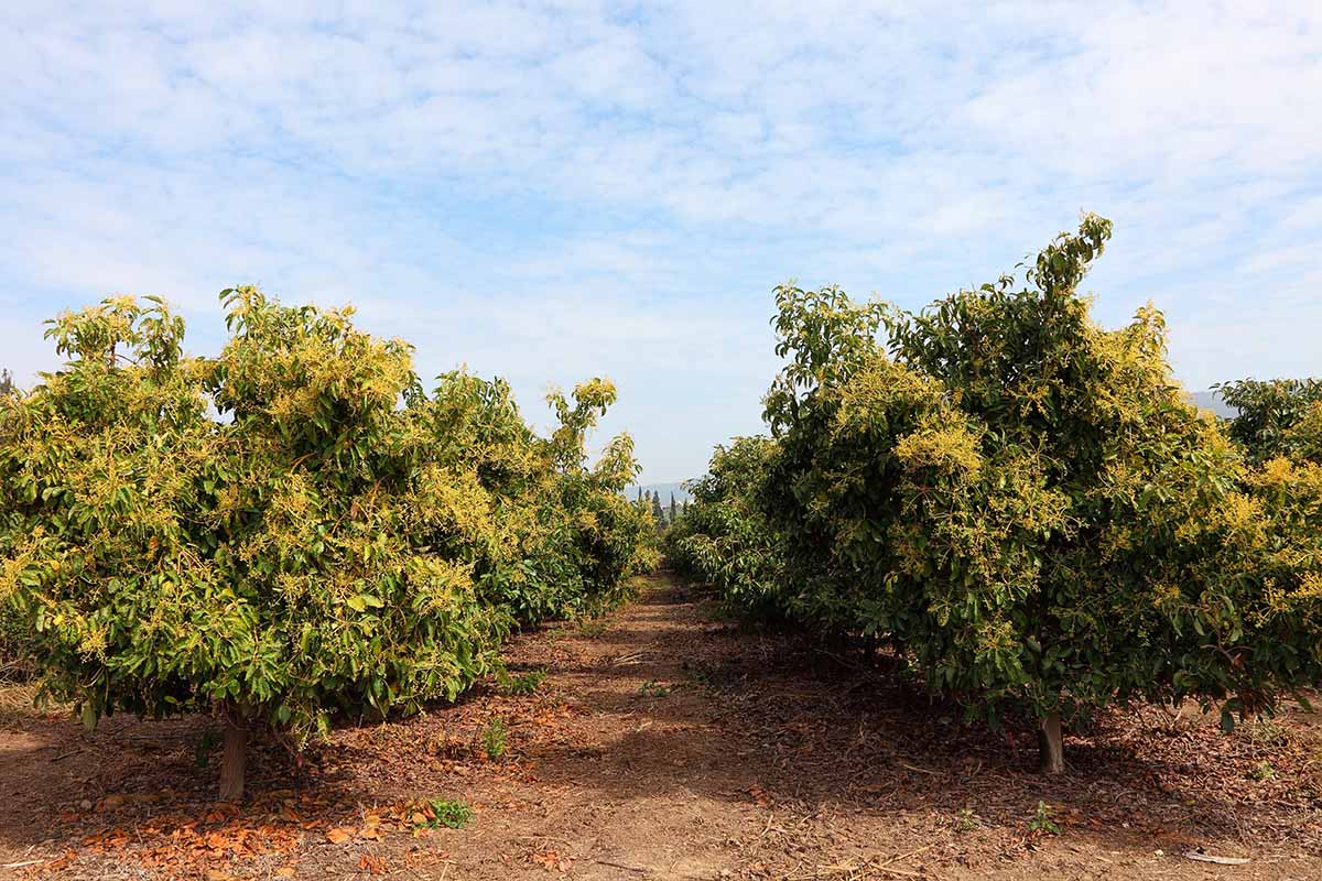 Rows of avocado trees in an orchard