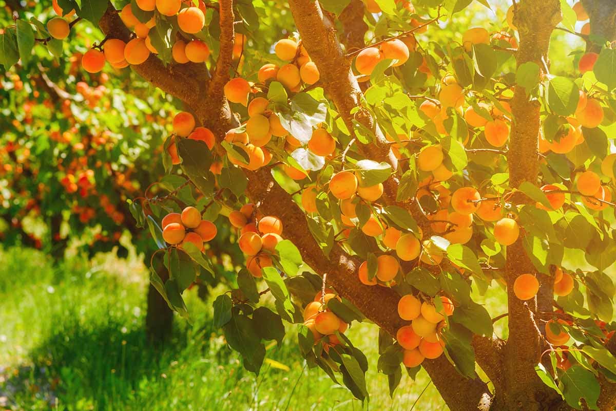 Apricot fruit growing on trees in an orchard