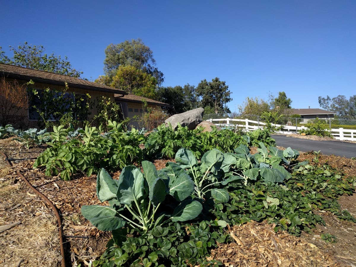Rows of vegetables growing in a sunny garden
