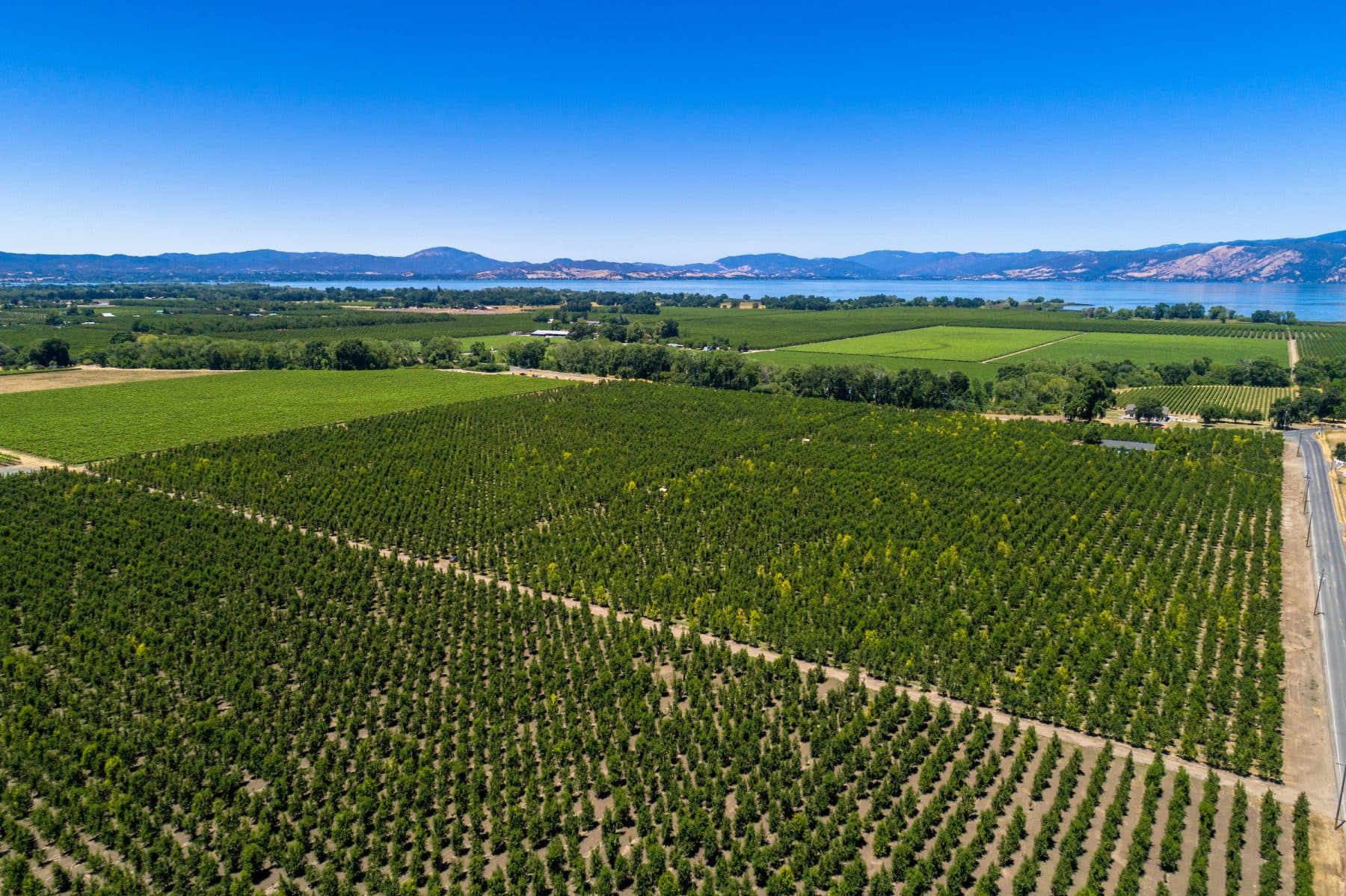 Aerial view of cultivated vineyard rows