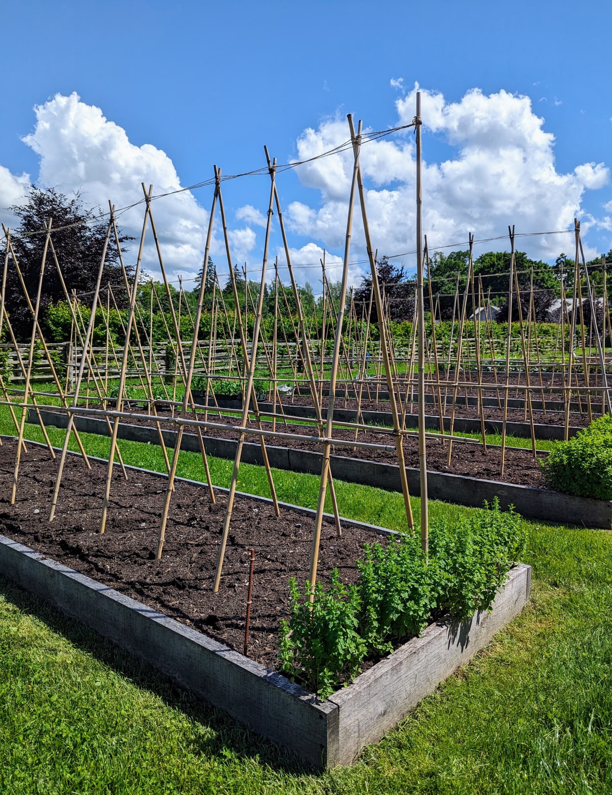 Tomato plants bearing fruit in an outdoor growing setting