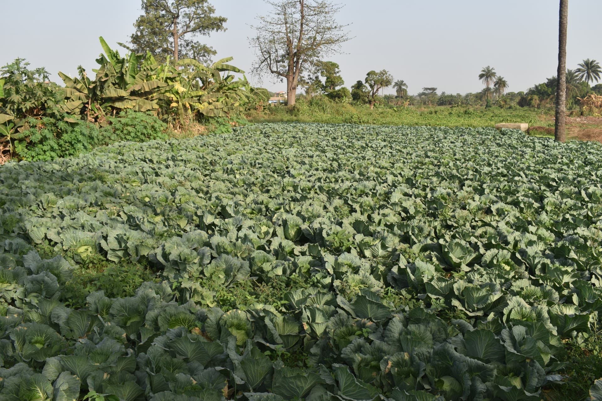 Farm workers tending green crops in an outdoor field