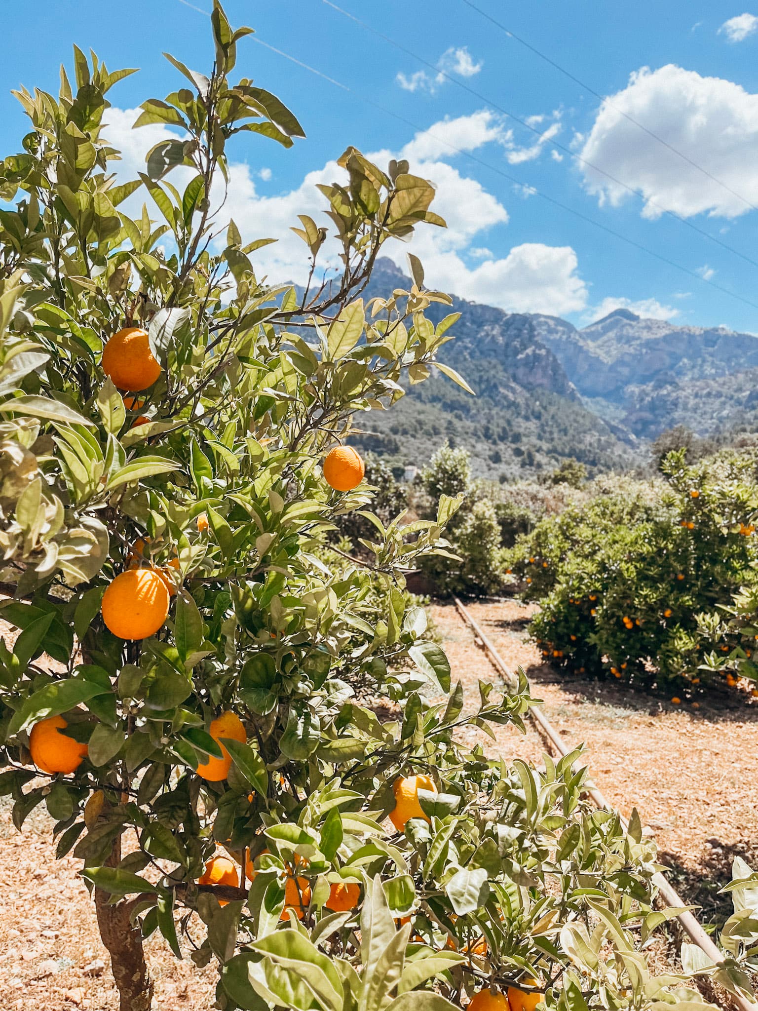Citrus trees in an orchard