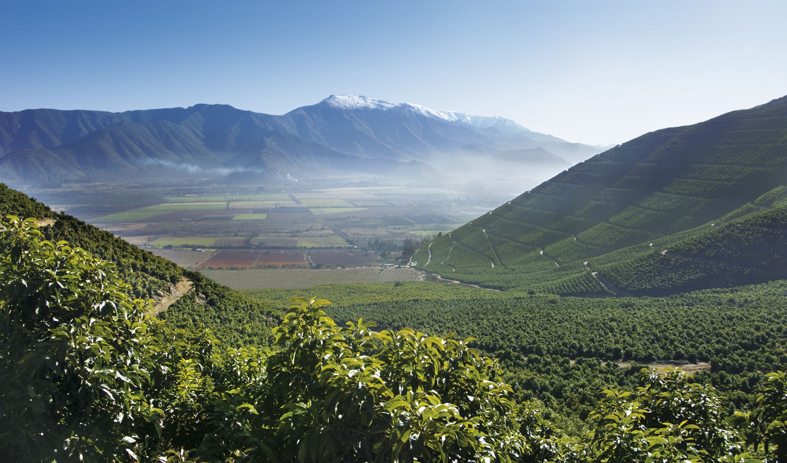 Rows of avocado trees in a mature orchard