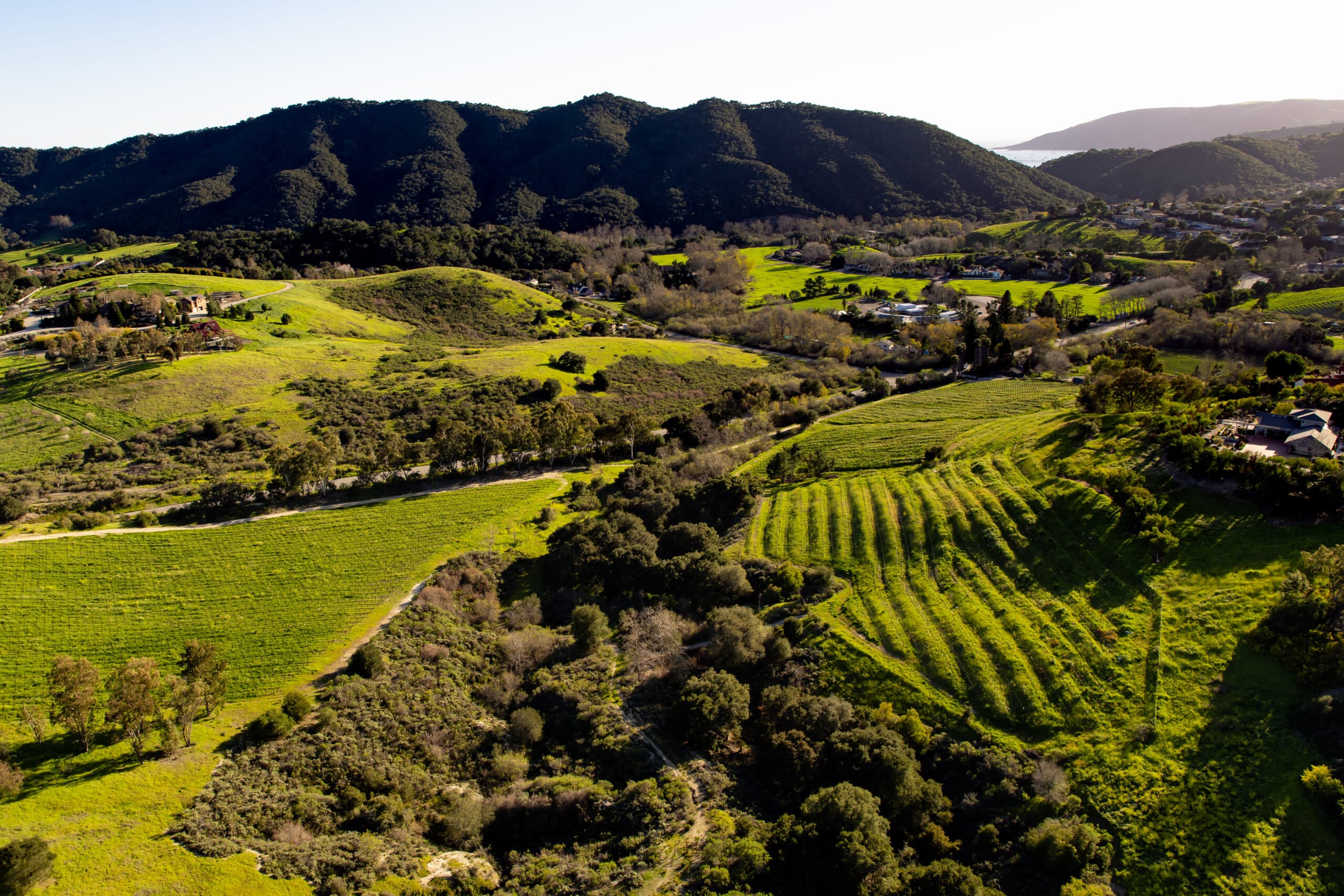 Rows of wine grapes across the San Luis Obispo County coastal landscape