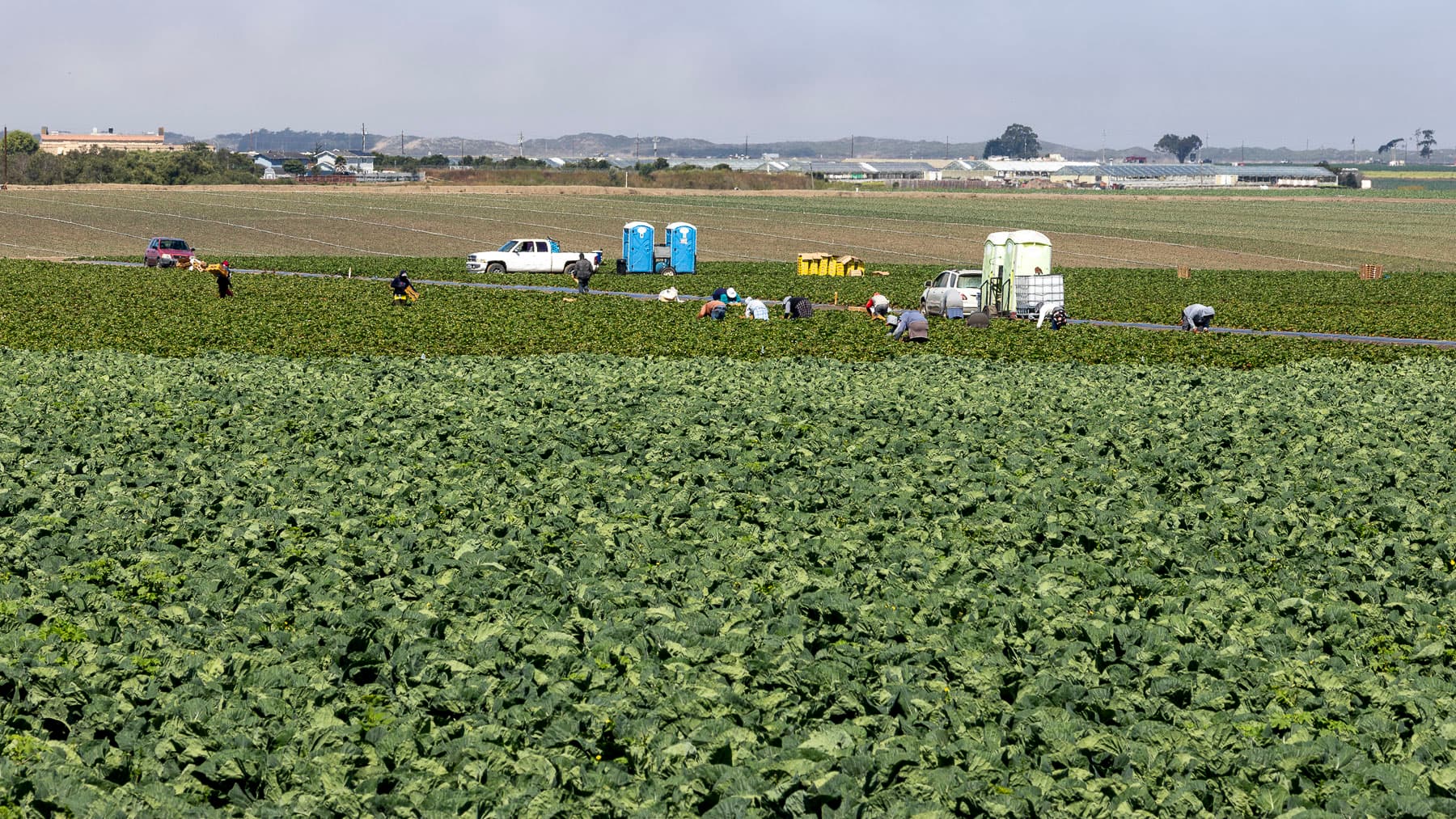 Farm workers harvesting strawberries in a Monterey County field