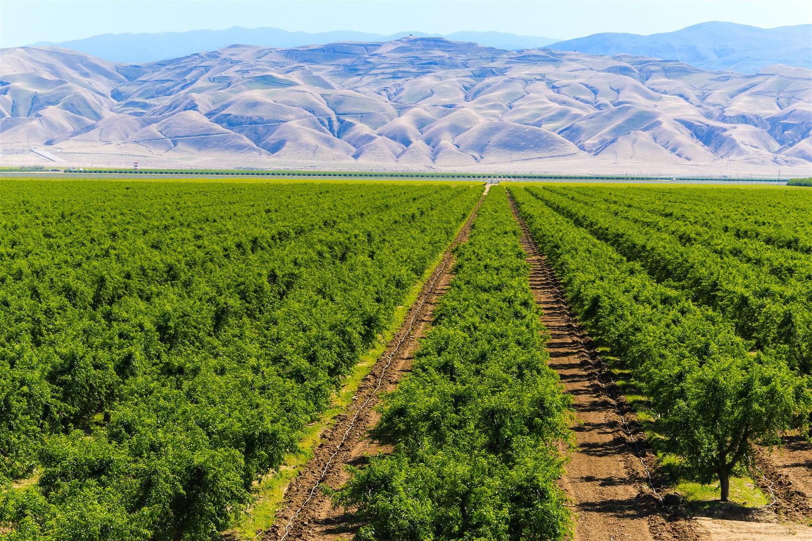 Almond trees in an orchard with mountains in the background