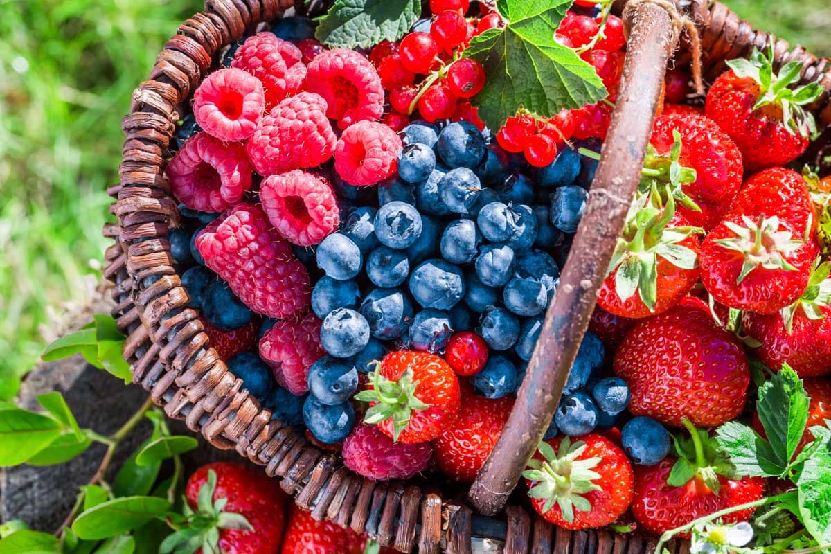 Rows of berry plants growing in a small garden patch