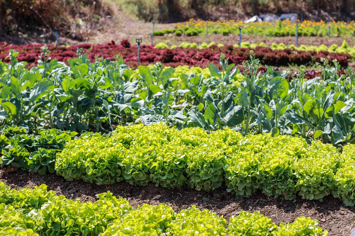 Rows of vegetables and herbs growing in a garden bed