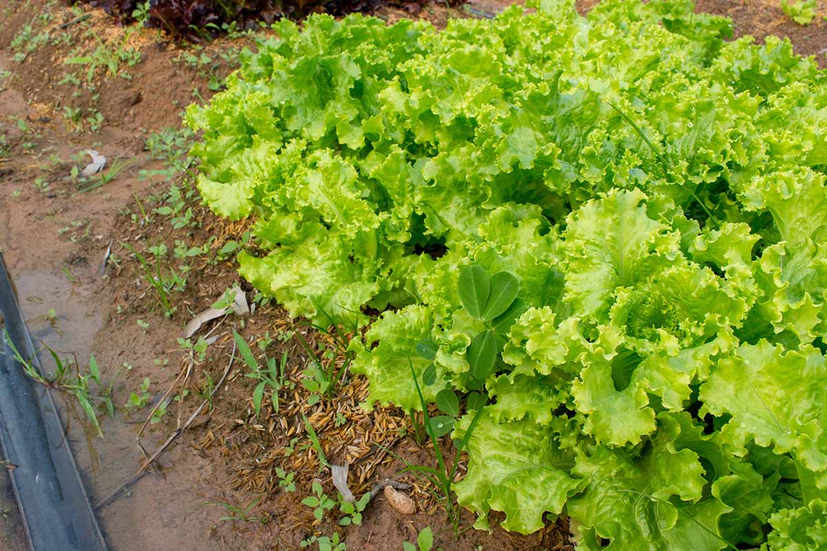 Rows of green lettuce plants growing in a garden bed