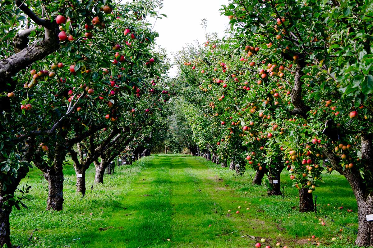 Rows of apple trees in a green orchard