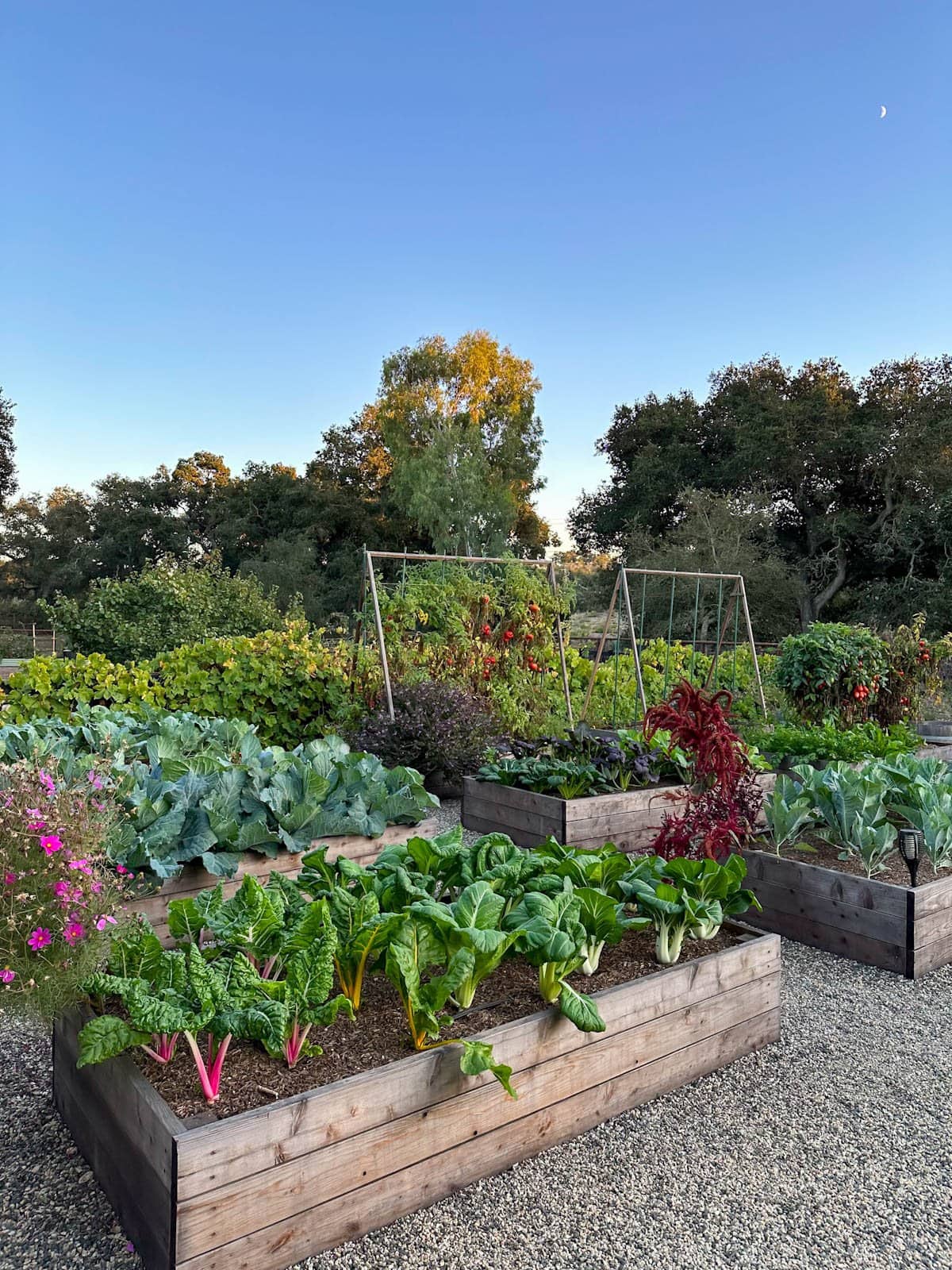 Leafy greens growing in rows inside a raised garden bed