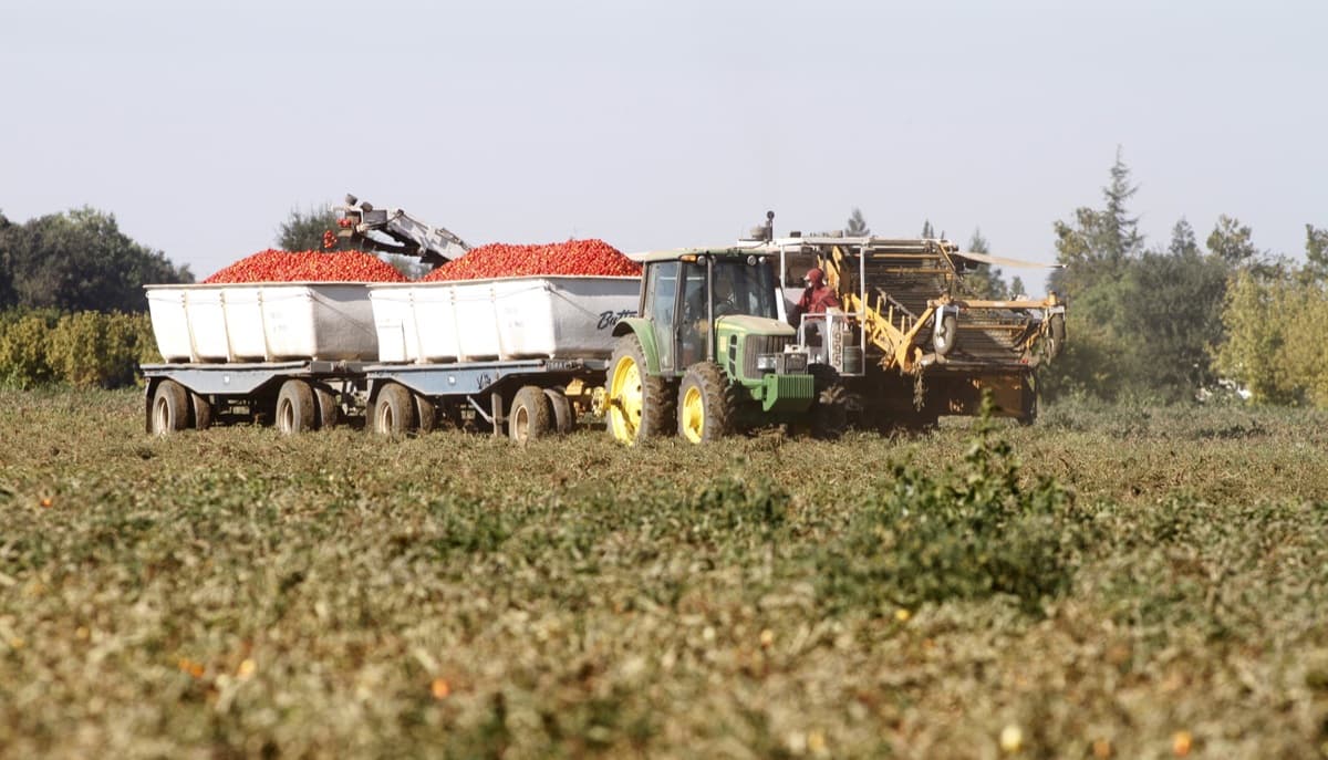 Tomato plants growing in an agricultural field