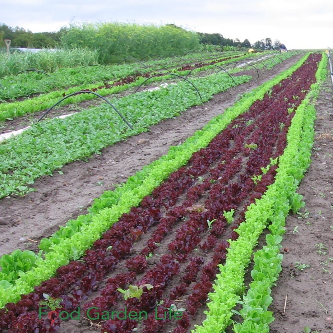 Agricultural field and farm equipment in the United States
