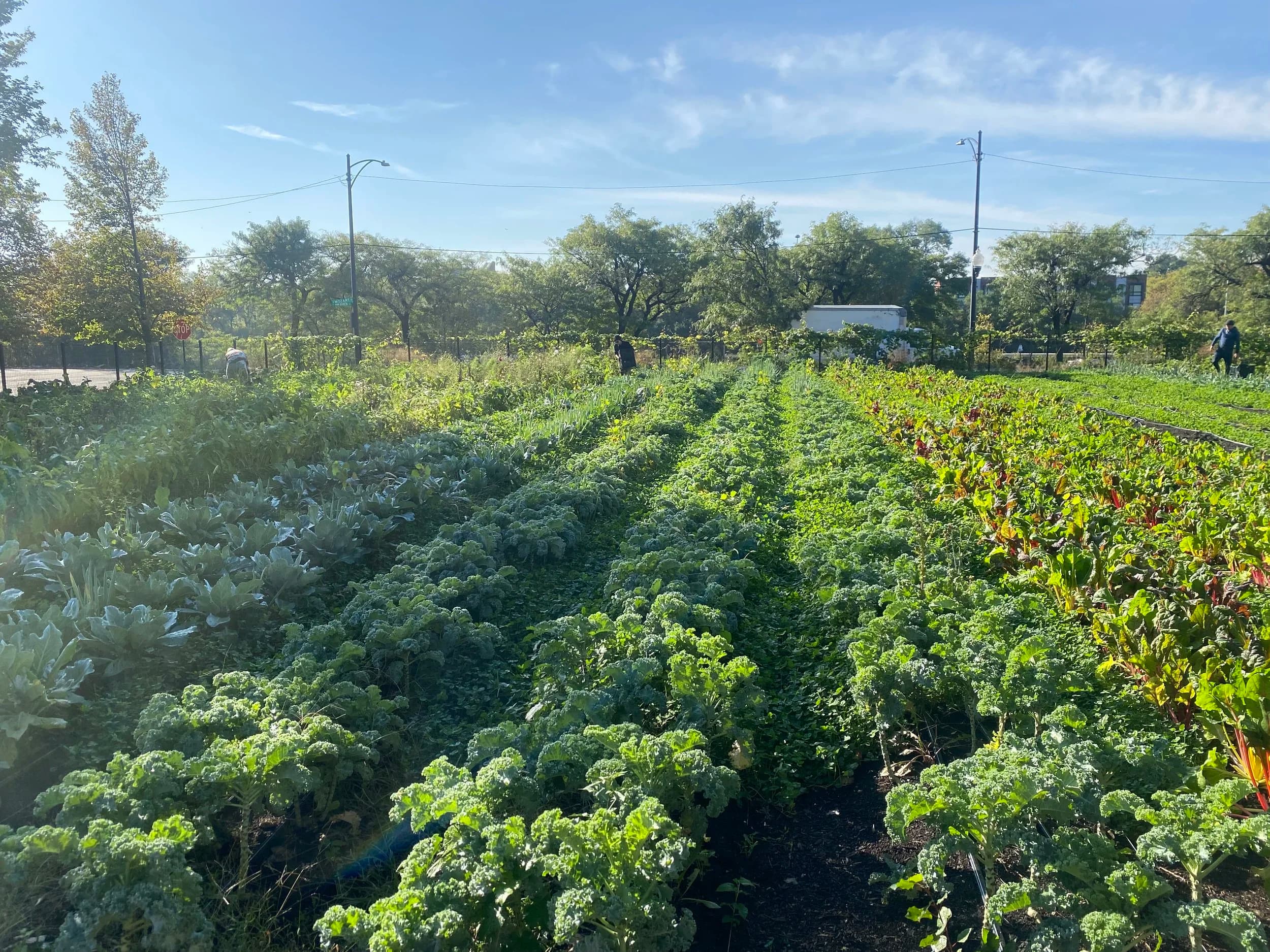 Farm-to-school scene featuring students and fresh produce