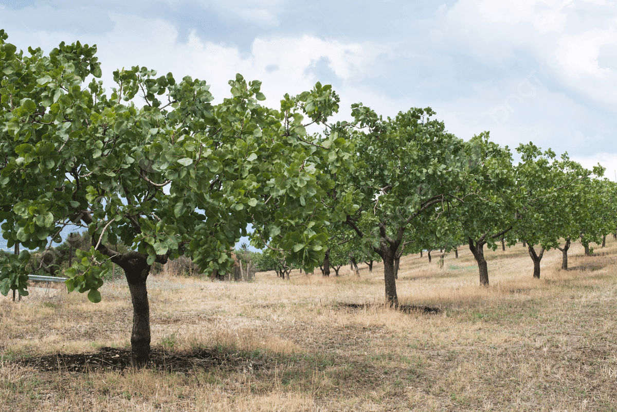 Pistachio trees and nuts in a green orchard beneath a mountainous landscape