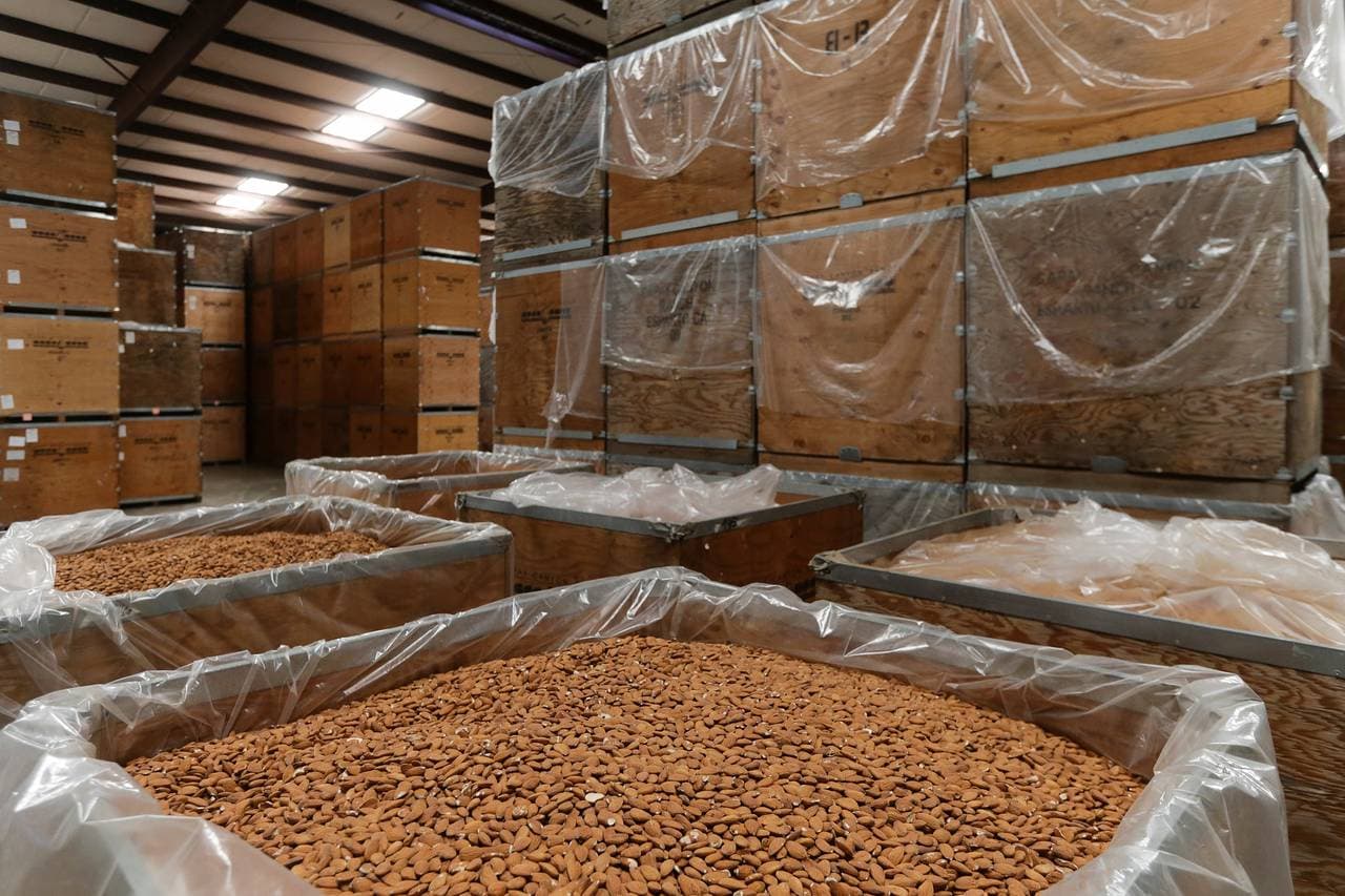Almonds moving through a processing or packing facility
