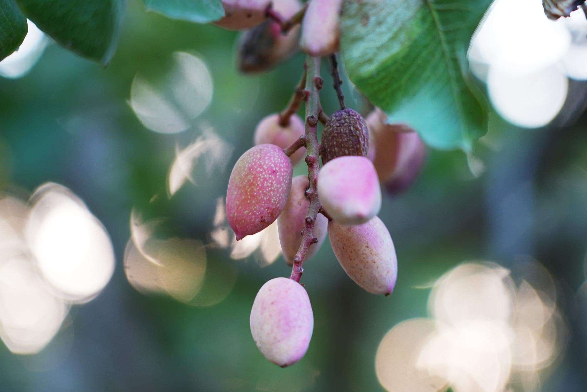 Pistachio orchard scene used to illustrate research on Gill’s mealybug management