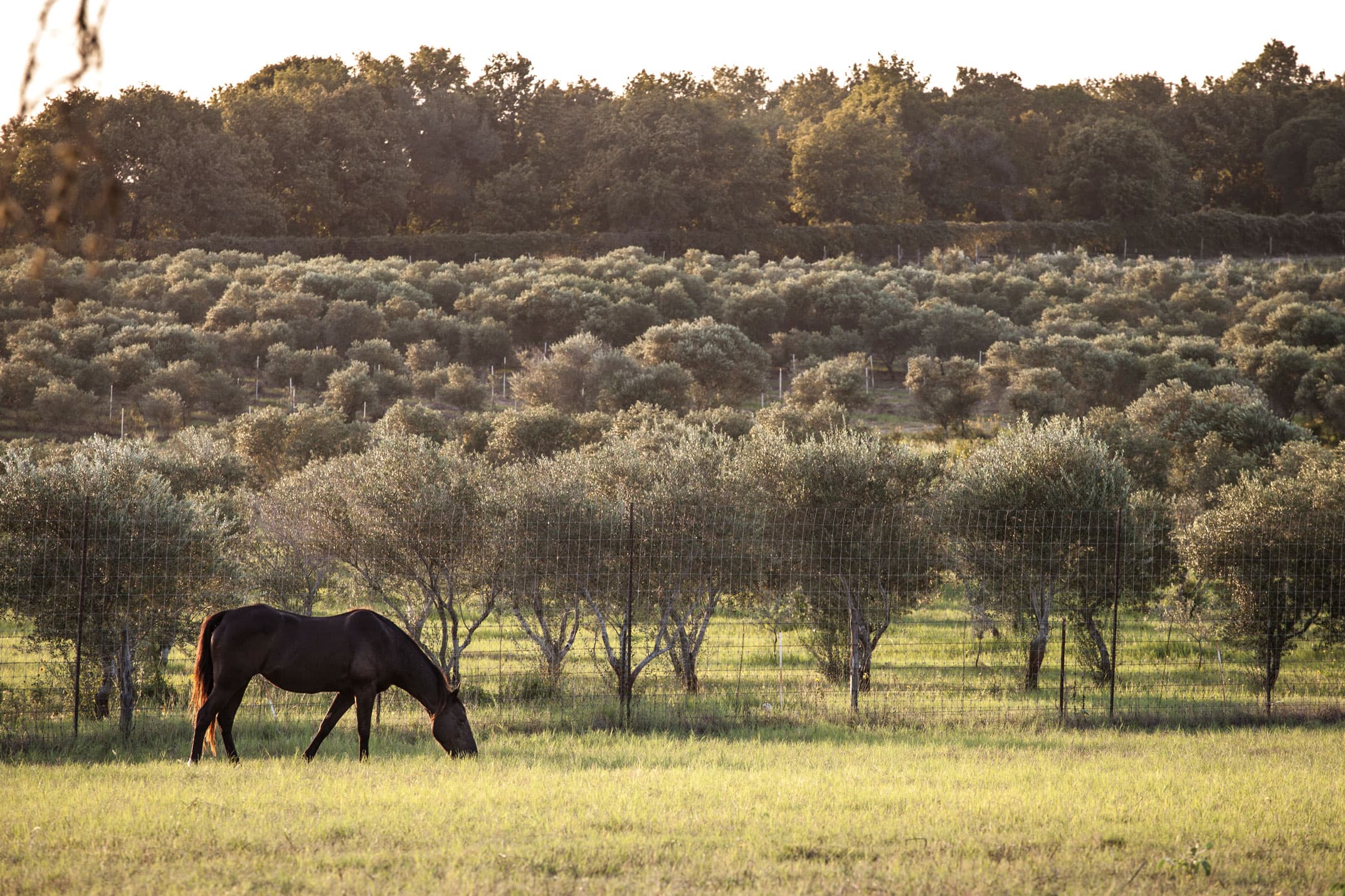 Olive trees in an orchard