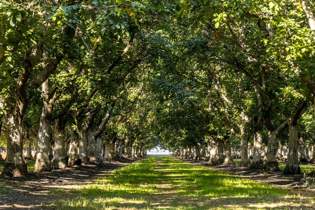 Rows of walnut trees in a California orchard